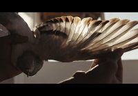 „Крадци на гулаби“ и втората вечер краткометражни филмови